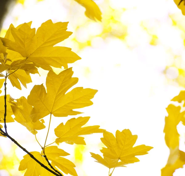 Hojas de otoño —  Fotos de Stock