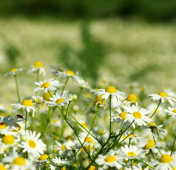 Wild camomile flowers — Stock Photo, Image