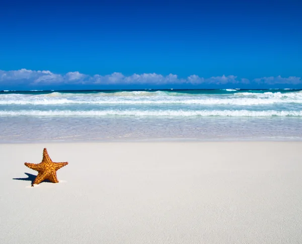 Estrella de mar del Caribe en la playa — Foto de Stock