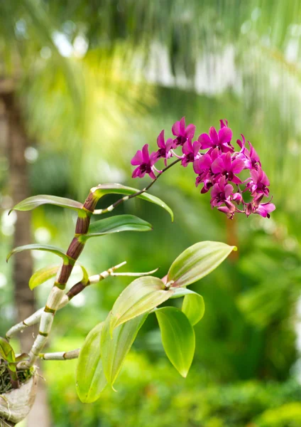 Piękne kwiaty orchidei — Zdjęcie stockowe