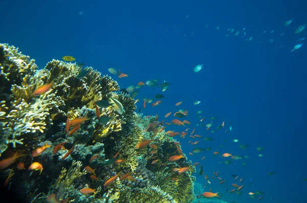 Mar de coral — Fotografia de Stock