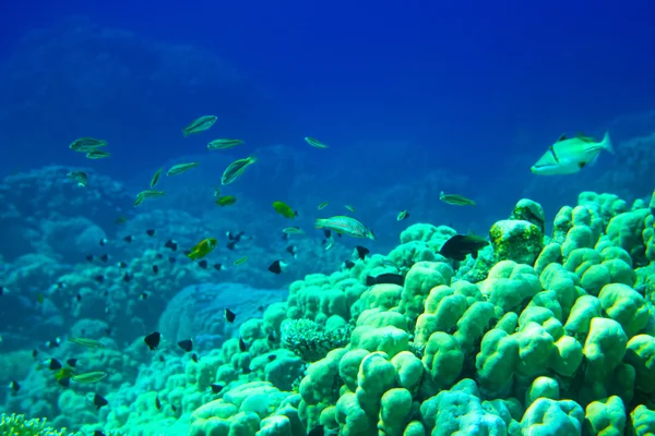 Unterwasserpanorama mit Fischen — Stockfoto