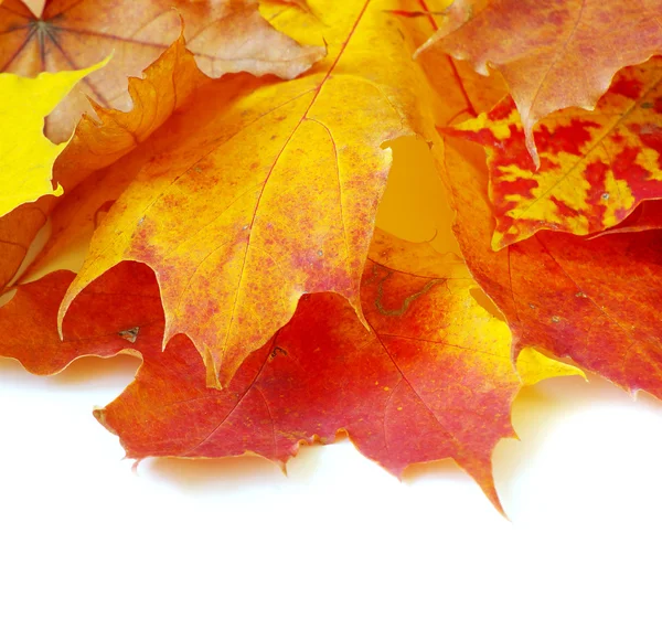 Autumn  leafs — Stock Photo, Image