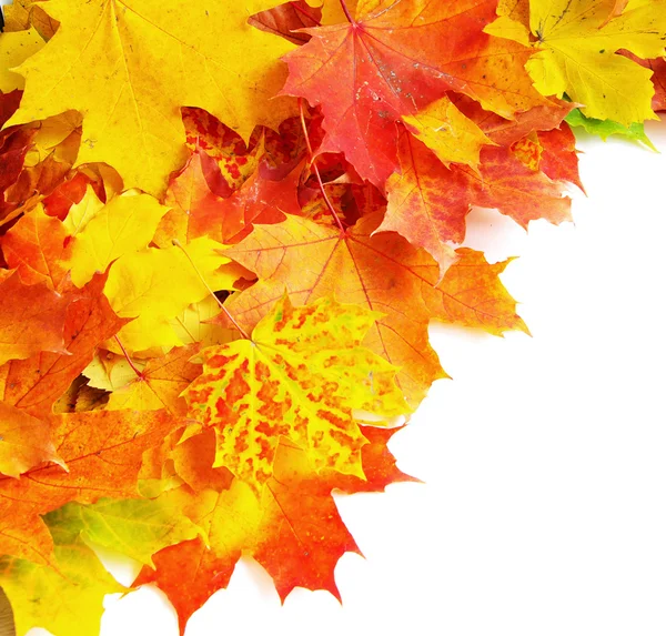 Autumn maple leafs — Stock Photo, Image