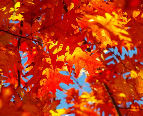 Hojas de otoño — Foto de Stock