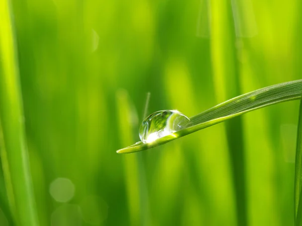 Gota na grama — Fotografia de Stock