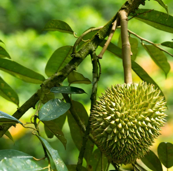 Fresh durian — Stock Photo, Image