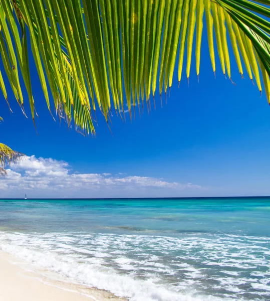 Pláž a palma — Stock fotografie