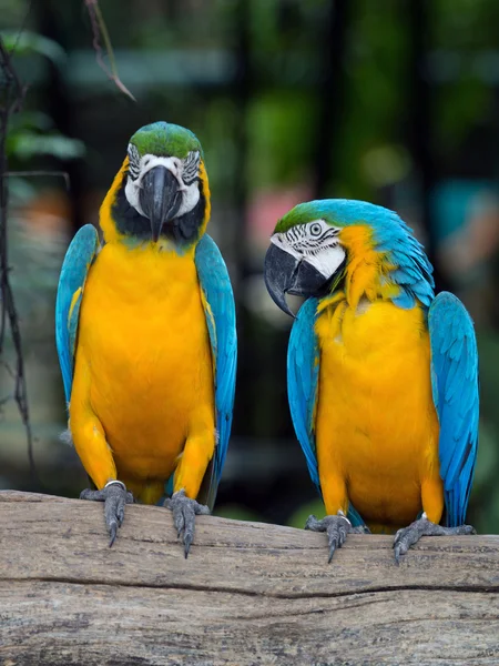 Colorful Macaws parrots — Stock Photo, Image