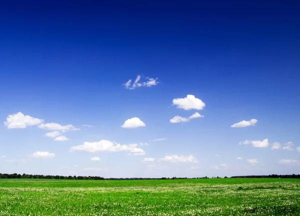フィールドと青い空 — ストック写真