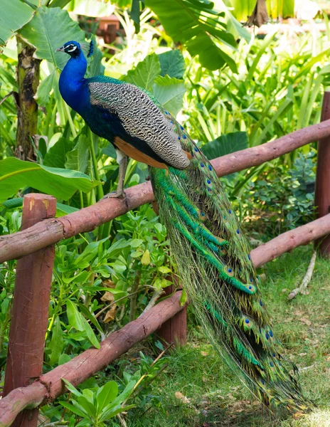 Blue peacock — Stock Photo, Image