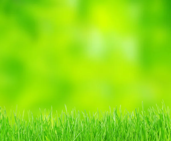 Groen gras — Stockfoto