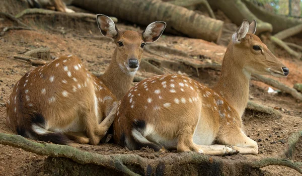 Whitetail deer — Stock Photo, Image