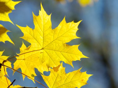 Sonbahar Yaprakları