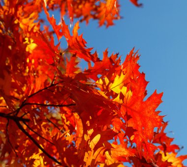 Sonbahar Yaprakları