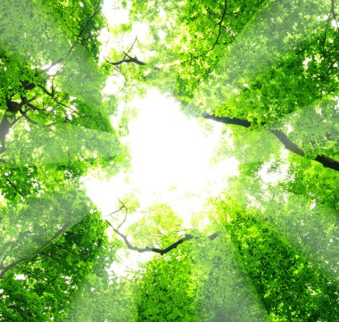 yeşil yapraklar arkaplan