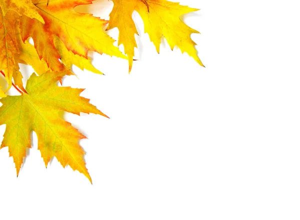 Herfst maple leafs — Stockfoto