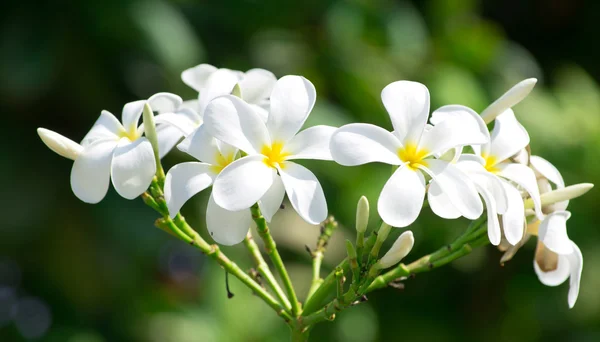 Белые цветы Plumeria — стоковое фото
