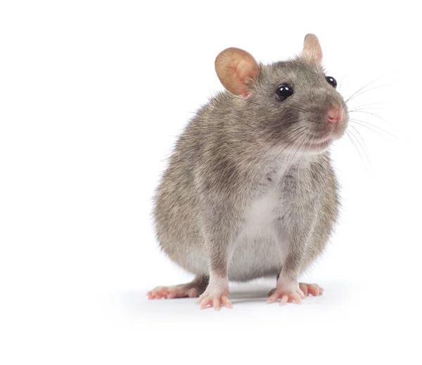 Ratto grigio — Foto Stock