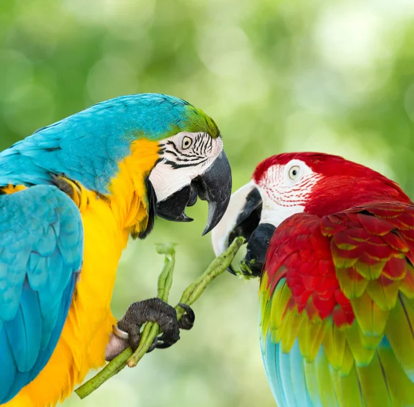 Guacamayos coloridos loros —  Fotos de Stock