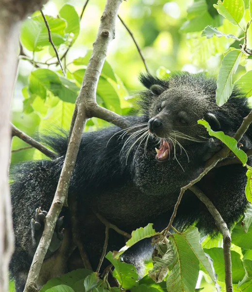 Szórakoztató binturong — Stock Fotó