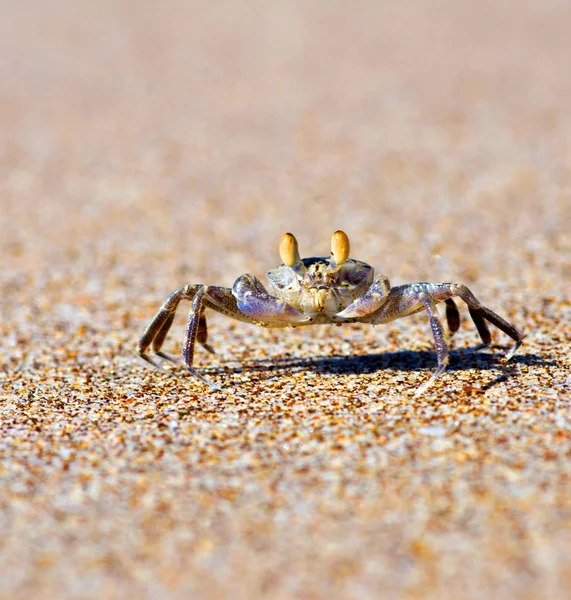 Crab  on the  beach — Stock Photo, Image
