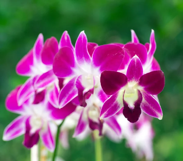 Hermosas flores de orquídea —  Fotos de Stock