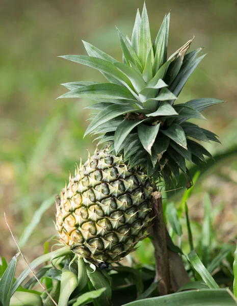 Fruta de piña — Foto de Stock