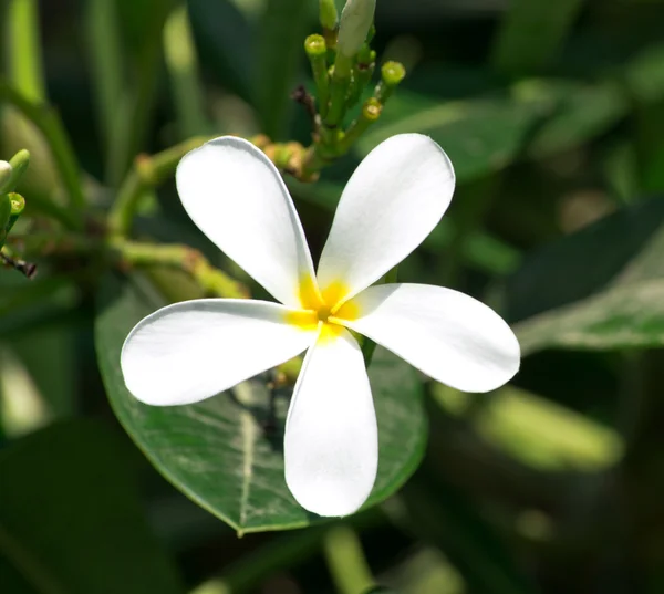 Plumeria bílý květ — Stock fotografie