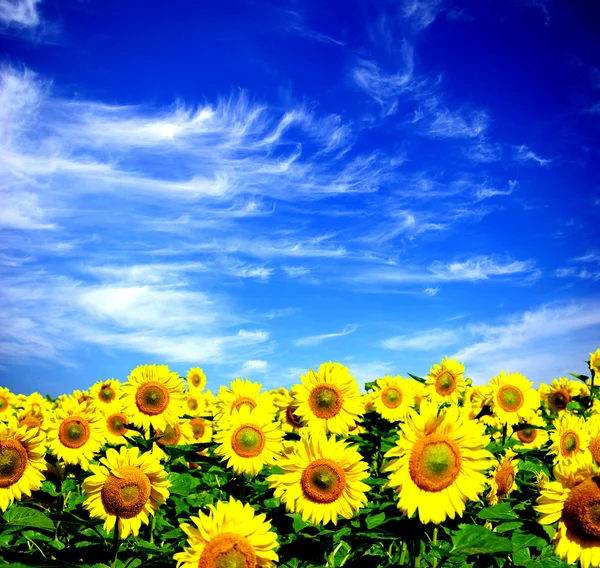 Sunflower field — Stock Photo, Image