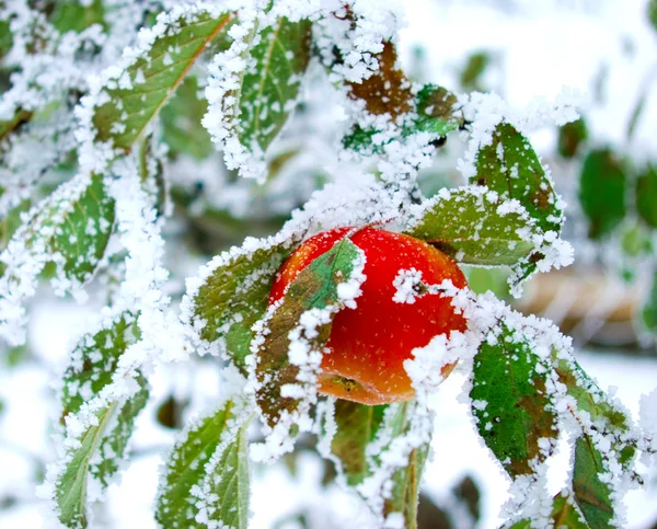 Apple in the winter — Stock Photo, Image