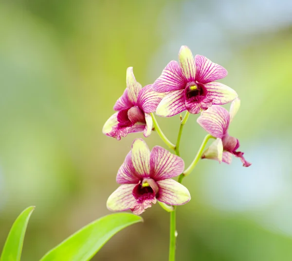 Belles fleurs d'orchidée — Photo