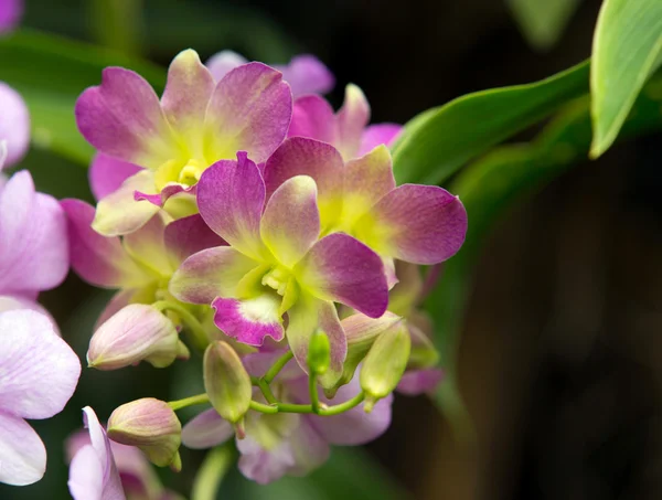 Schöne Orchideenblüten — Stockfoto