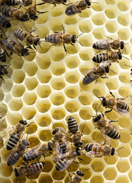 Méhek a honeycells — Stock Fotó
