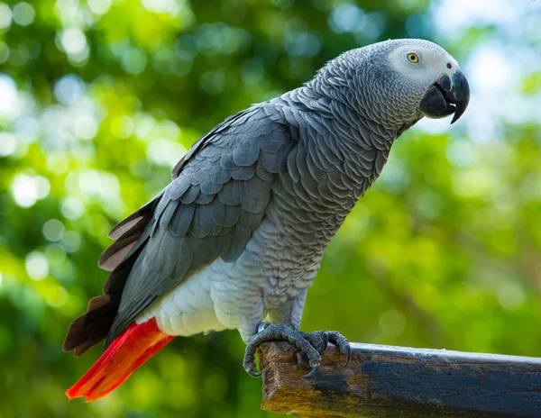 Papegaaienvogel — Stockfoto