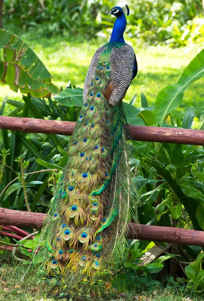 Pavone su un giardino verde — Foto Stock