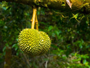 taze durian