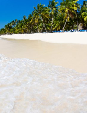 plaj ve tropikal deniz