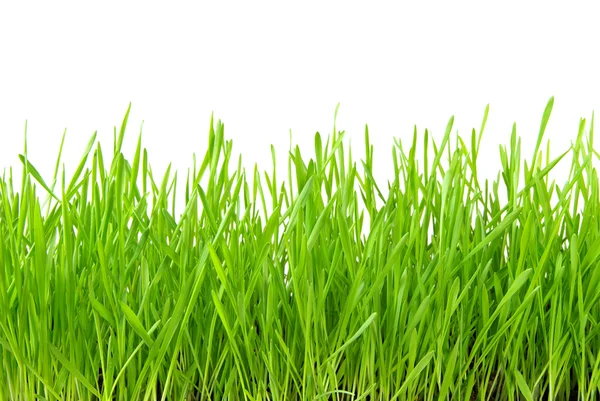 Трава на белом — стоковое фото