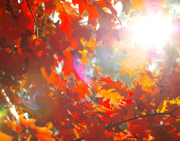 Hojas de otoño — Foto de Stock