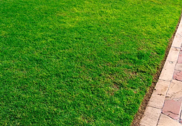 Hierba verde — Foto de Stock