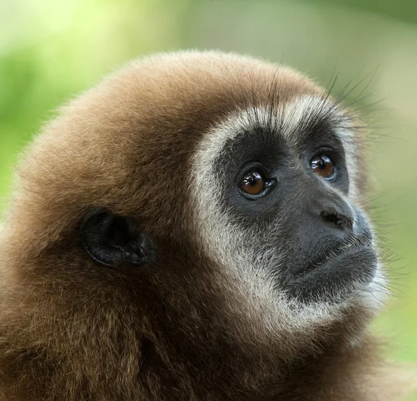 Faccia di Gibbon — Foto Stock