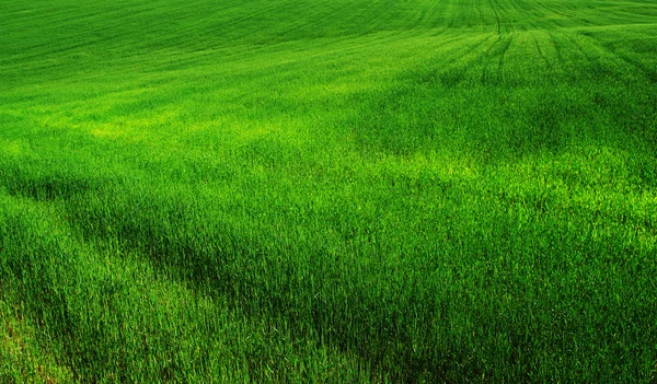 Campo verde — Fotografia de Stock