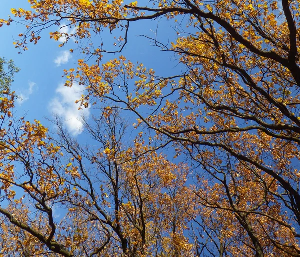 Sfondo autunno — Foto Stock