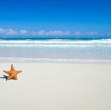Deniz yıldızı beach üzerinde