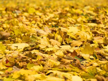 Sonbahar Yaprakları