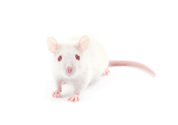 Fehér patkány — Stock Fotó