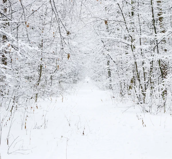 Vinterskog — Stockfoto