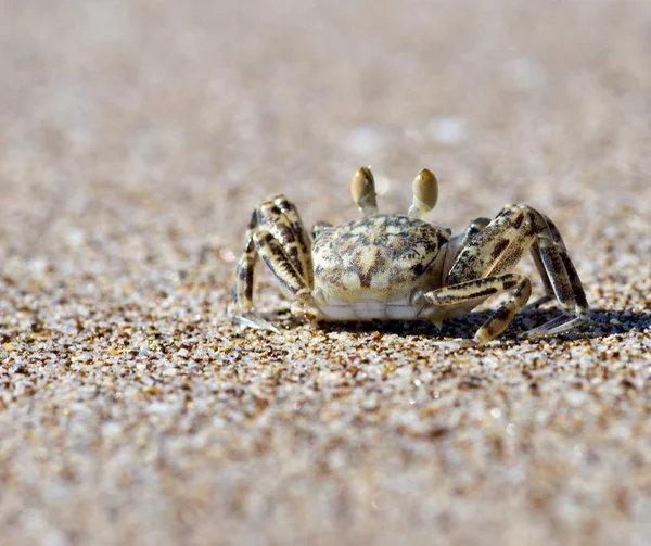 Crab on the  beach — Stock Photo, Image