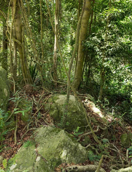 Corriente en la selva tropical —  Fotos de Stock